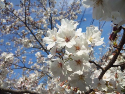 桜